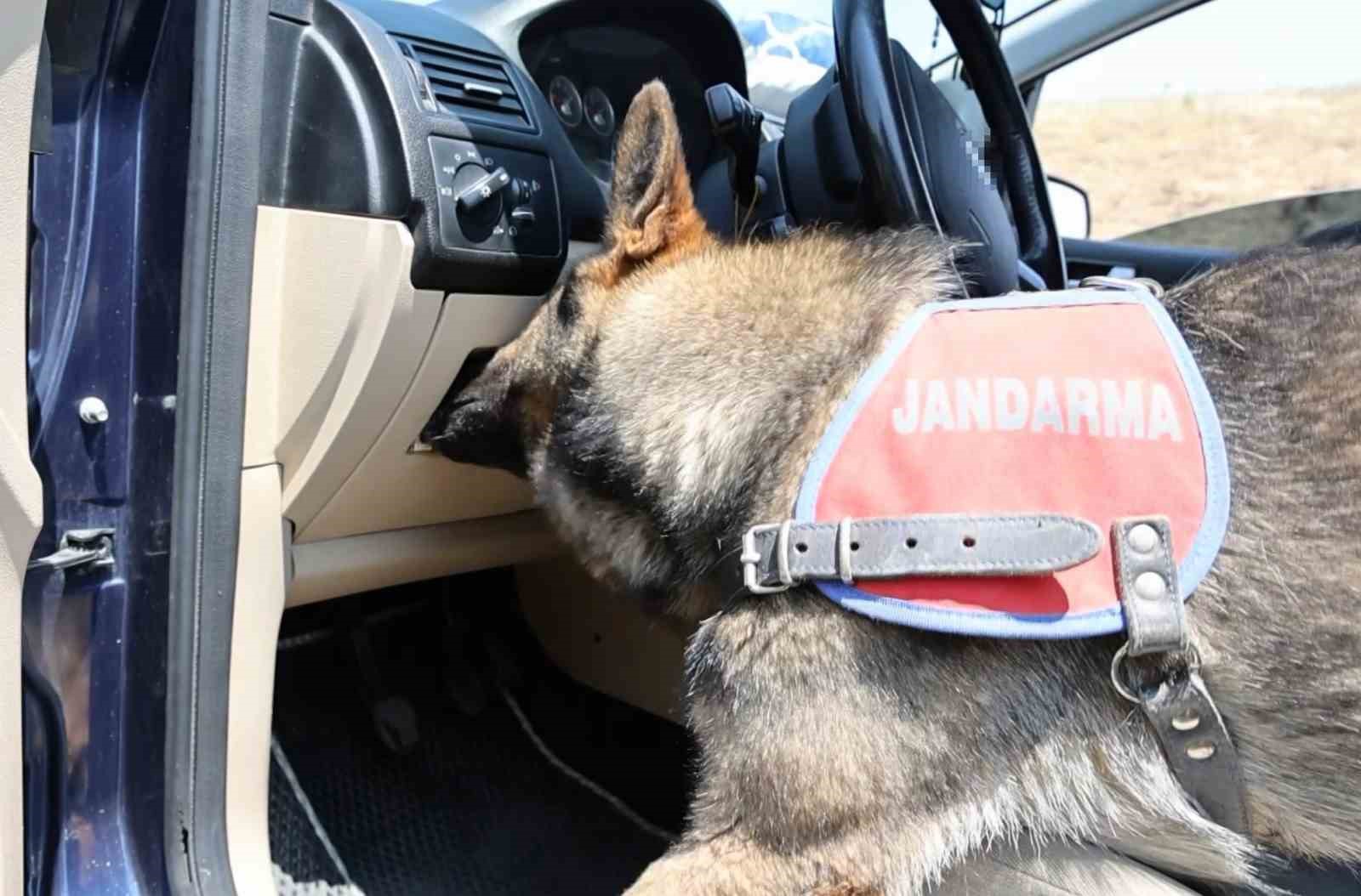 Koklayıp bulduğu uyuşturucuyu patisiyle böyle çıkarttı