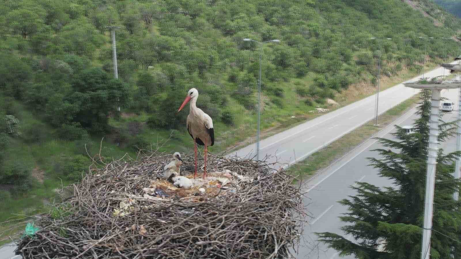 Leylek otelin yavruları dünyaya geldi
