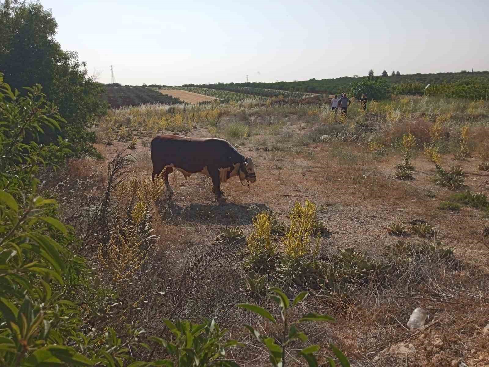 Kaçan kurbanlık dana kovalamaca sonrası yakalandı