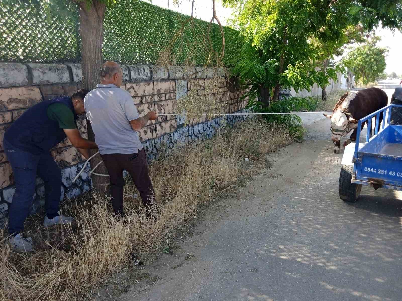 Ka&ccedil;an kurbanlık dana kovalamaca sonrası yakalandı
