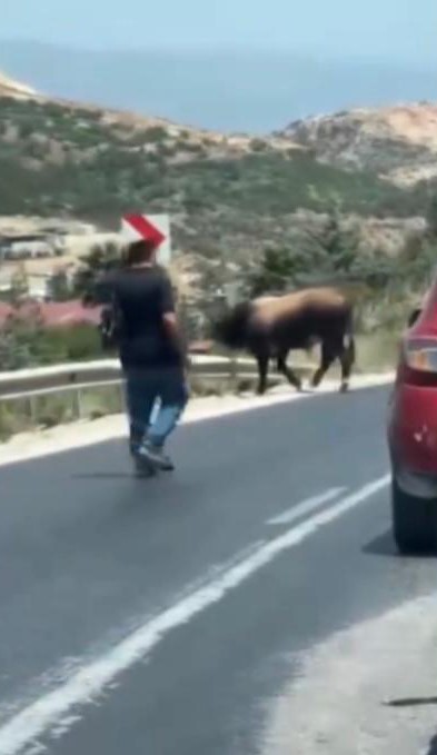 &lsquo;Bu benim en uysal hayvanım&rsquo; dediği boğa, karayolunda trafiği durdurarak korku dolu anlar yaşattı
