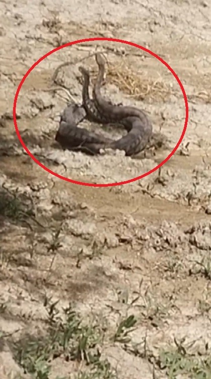 Hatay’da yılanların çiftleşme dansı kamerada