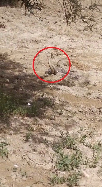 Hatay’da yılanların çiftleşme dansı kamerada