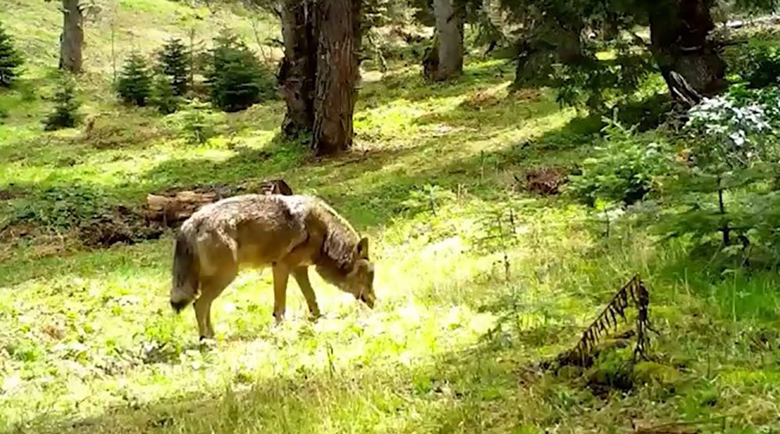 Nesli tükenmekte olan Bozkurt, böyle görüntülendi