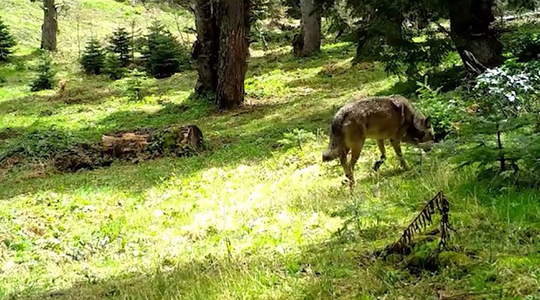 Nesli t&uuml;kenmekte olan Bozkurt, b&ouml;yle g&ouml;r&uuml;nt&uuml;lendi
