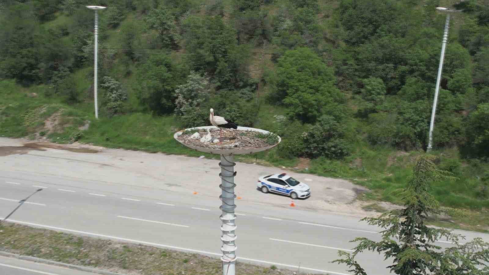 Leylek otelin yavruları dünyaya geldi