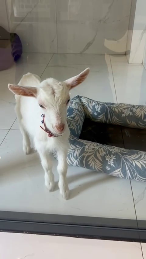 Evcil hayvan otelinin sıra dışı misafiri: Biberonla beslenip kucakta uyudu
