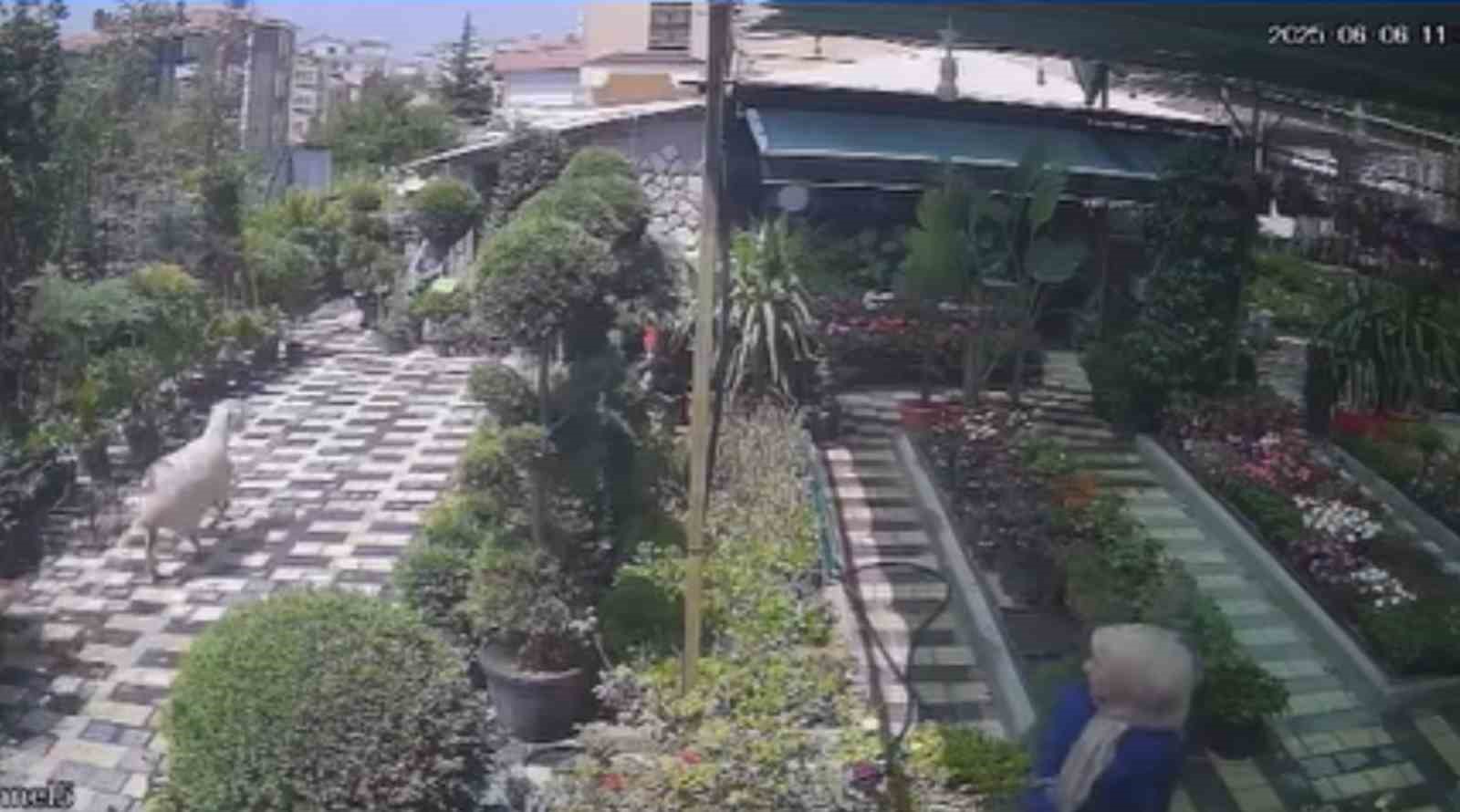 Karaman’da firar eden kurbanlık koyun girdiği fidanlıkta yakalandı