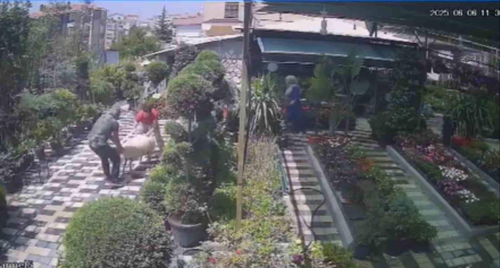 Karaman&rsquo;da firar eden kurbanlık koyun girdiği fidanlıkta yakalandı
