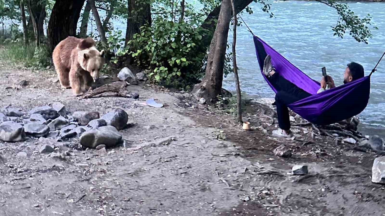 Tunceli’de kampçıların davetsiz misafiri: Anne ayı ve 2 yavrusu