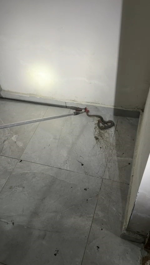 Elazığ’da apartmanda görülen yılan paniğe neden oldu