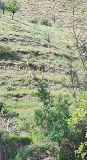 &Ccedil;ift&ccedil;inin yaban ke&ccedil;ileri ile diyaloğu y&uuml;zleri g&uuml;l&uuml;msetti
