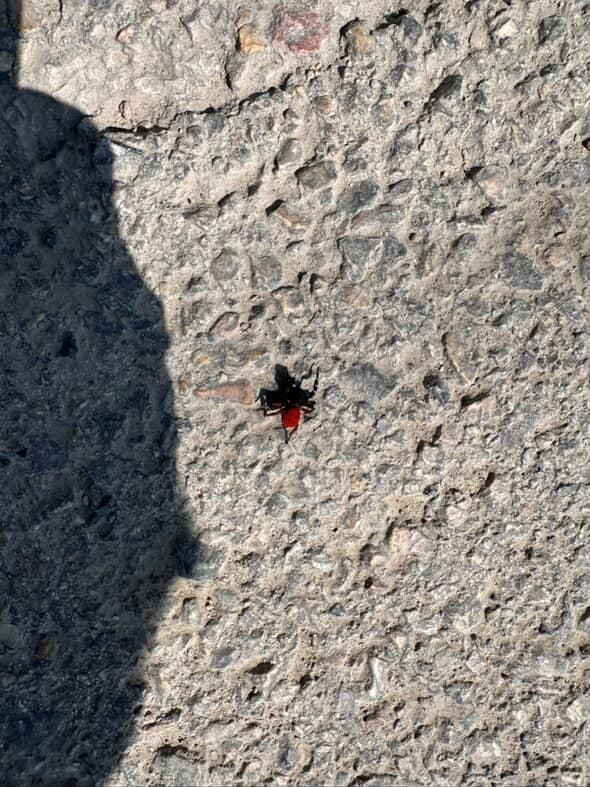 Uğur b&ouml;ceği g&ouml;r&uuml;n&uuml;ml&uuml; b&ouml;cek, sandığınız kadar masum değil
