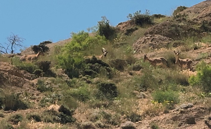 Yüksekova’da dağ keçileri görüntülendi