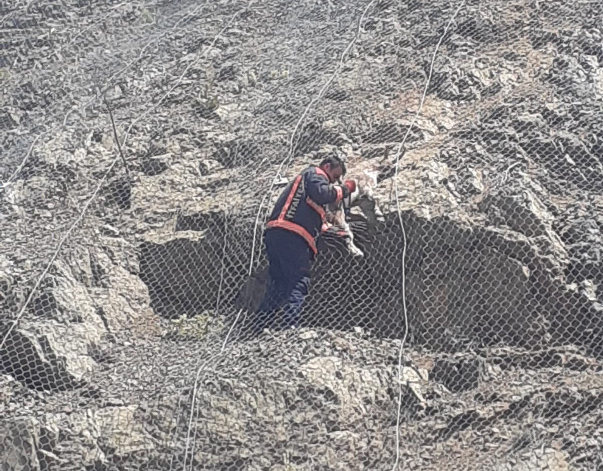 Malatya&rsquo;da ağa takılan 2 yaban ke&ccedil;isi kurtarıldı

