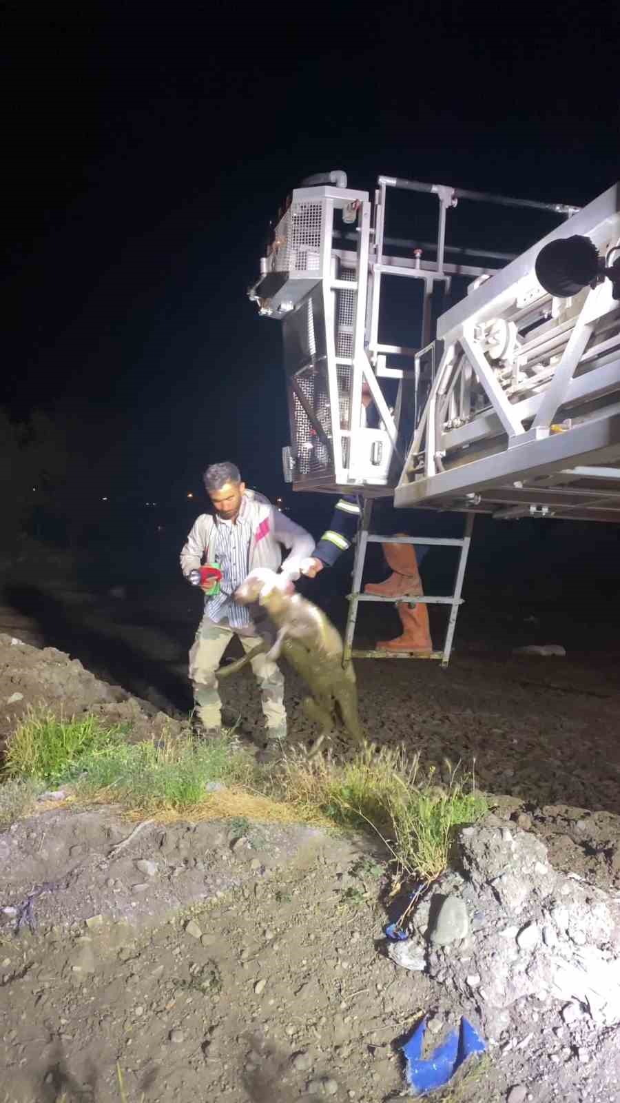 Atık dökülen alanda mahsur kalan koyunu itfaiyeciler kurtardı
