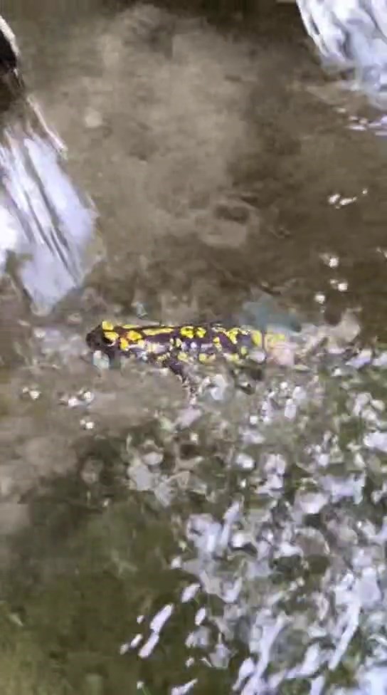 Elazığ’da benekli semender görüntülendi