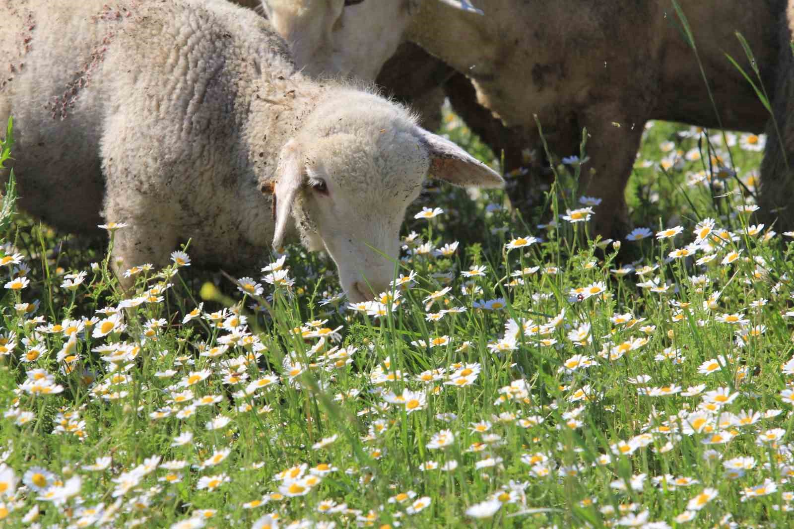 TİGEM&rsquo;in meraları papatya tarlasına d&ouml;n&uuml;şt&uuml;
