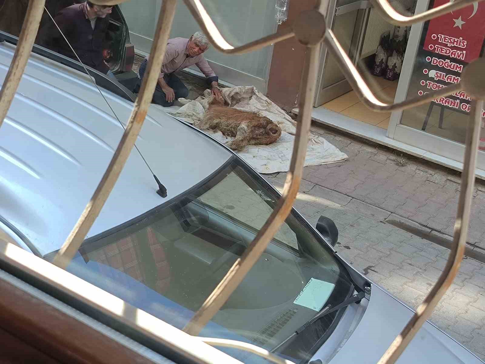 Hasta buzağısına bebek gibi sarıldı, başucunda gözyaşı dökerek bekledi
