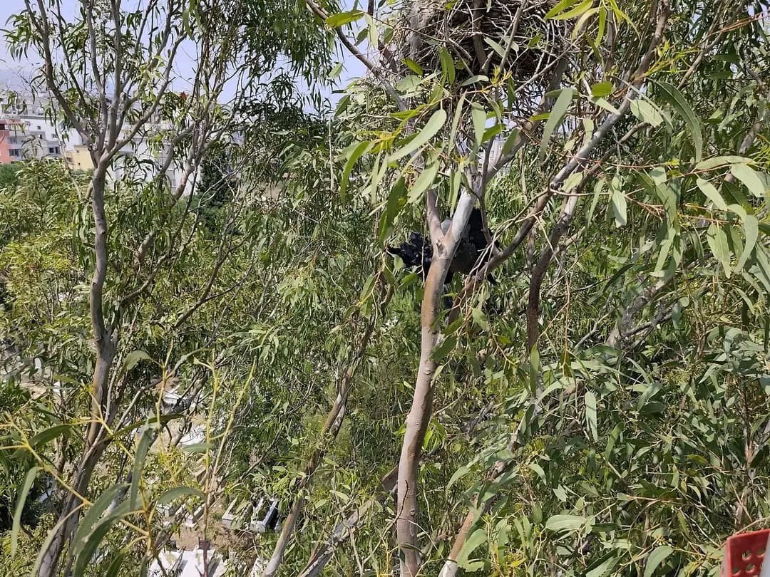 Arsuz’da ayağına ip dolaşan karganın yardımında itfaiye yetişti