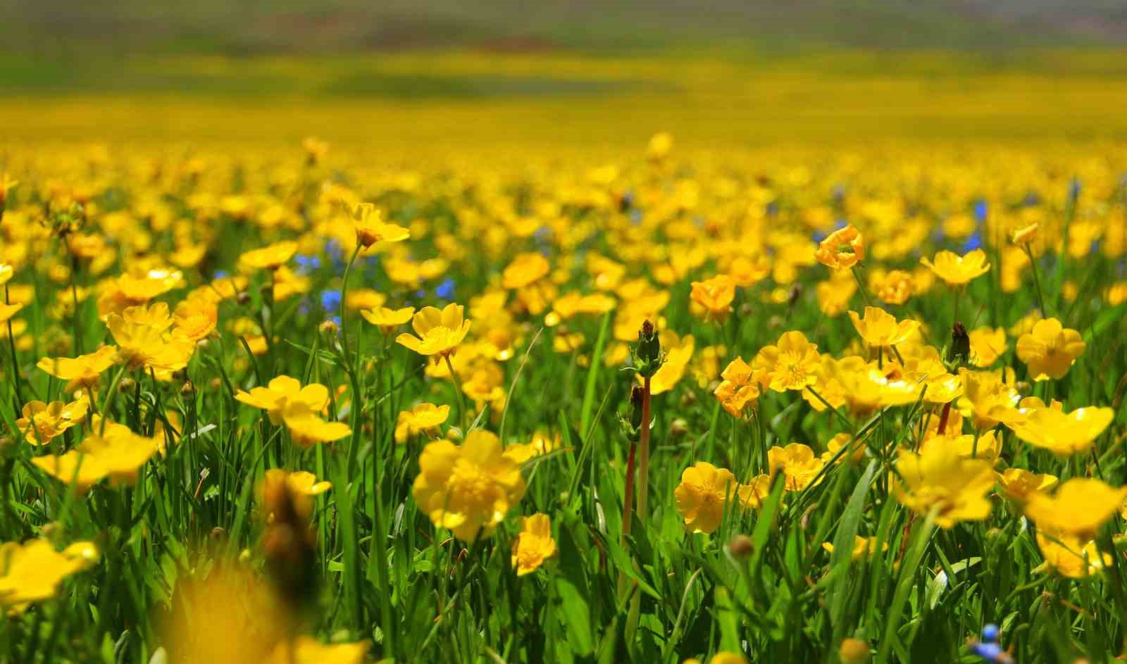 Bayburt&rsquo;ta sarı&ccedil;i&ccedil;ekler g&ouml;renleri cezbediyor
