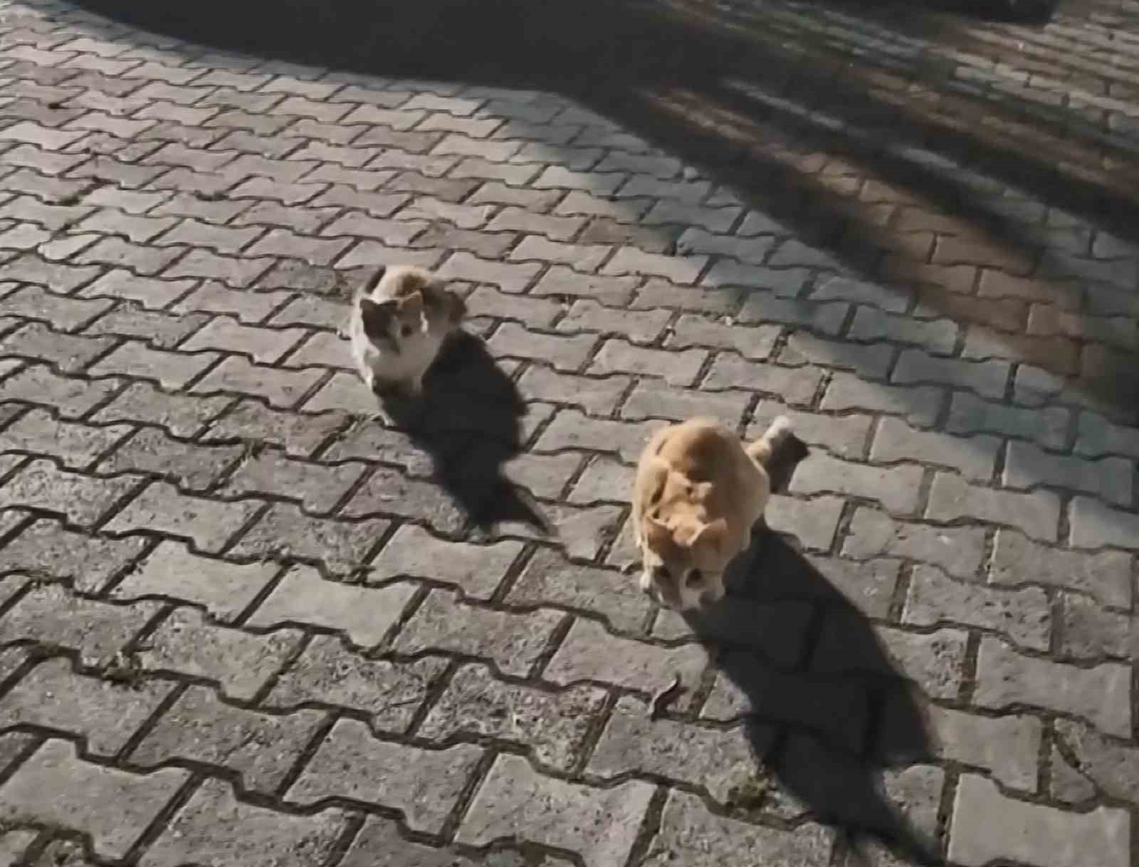 Kedilerin &ccedil;ıyanla tehlikeli oyunu
