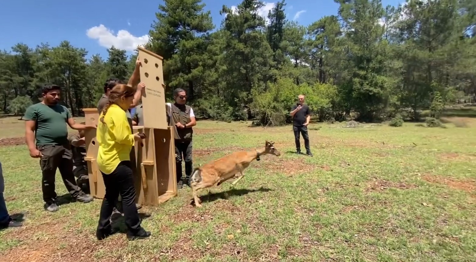 Antalya’da doğaya salınan alageyiğin hareketleri uyduyla izleniyor