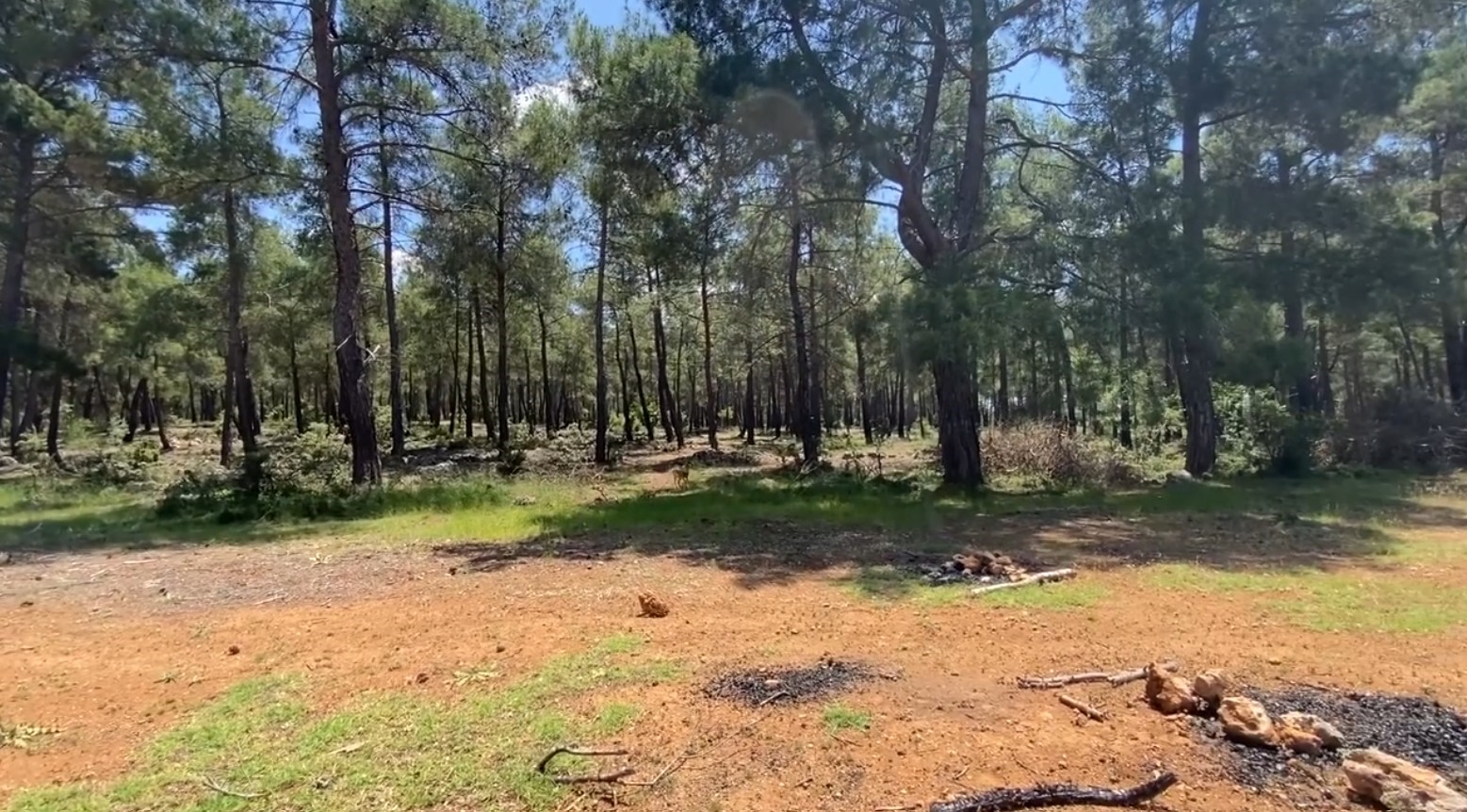 Antalya&rsquo;da doğaya salınan alageyiğin hareketleri uyduyla izleniyor
