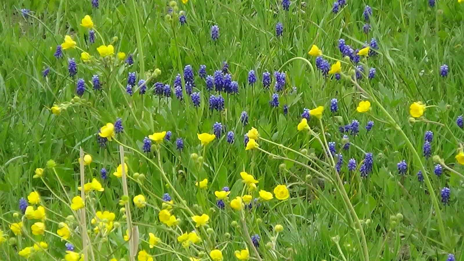 Van’ın ovaları renk cümbüşüne büründü