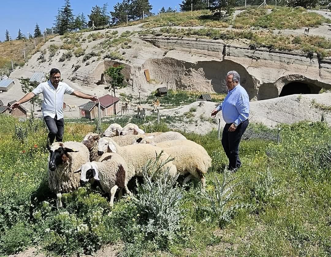 Bulunan k&uuml;&ccedil;&uuml;kbaş hayvanlar Talas Belediyesi&rsquo;nde koruma altına alındı
