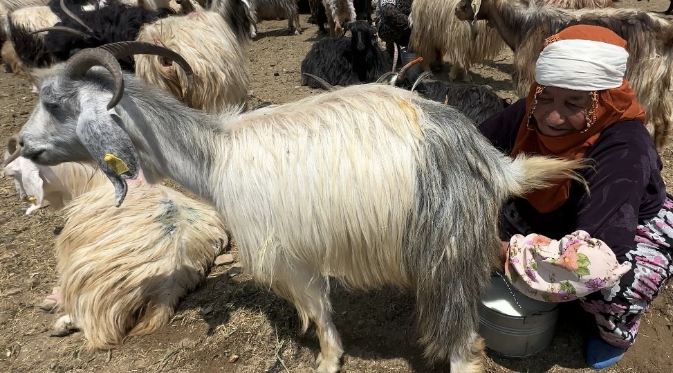 Yüksekova’da koyun sağma alanlarına gölgelikler kuruluyor