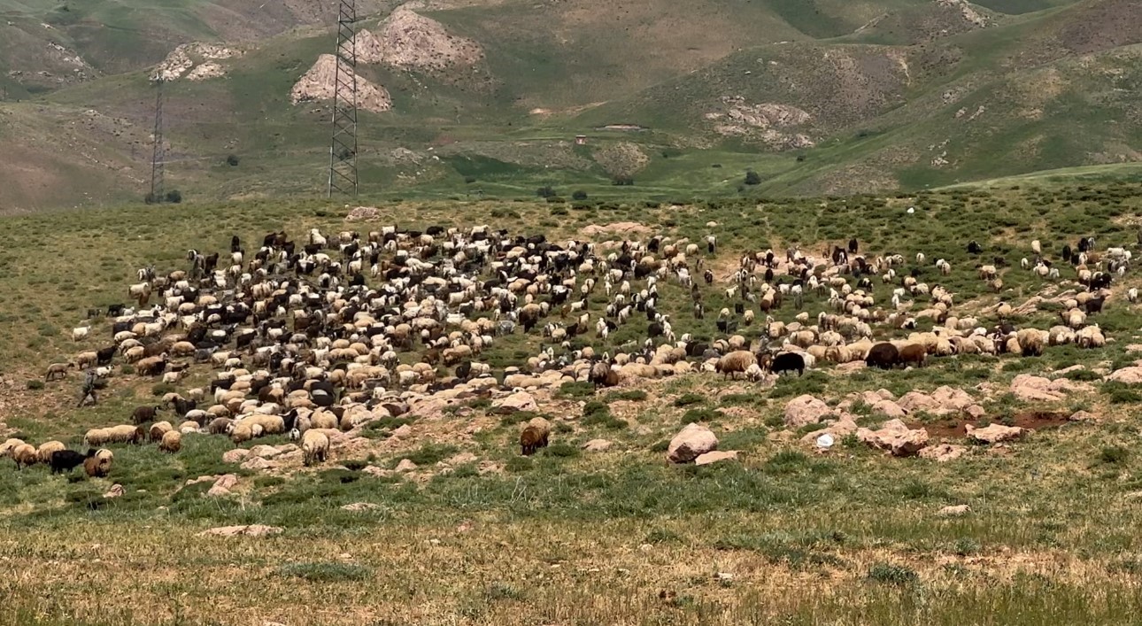 Y&uuml;ksekova&rsquo;da koyun sağma alanlarına g&ouml;lgelikler kuruluyor
