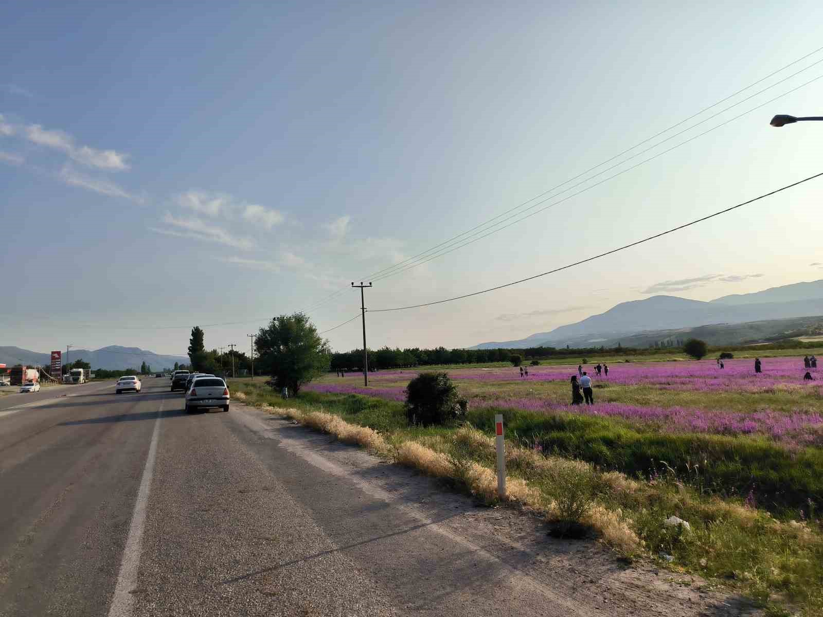 Mor renkli yabani otlar g&ouml;rsel ş&ouml;len sunuyor
