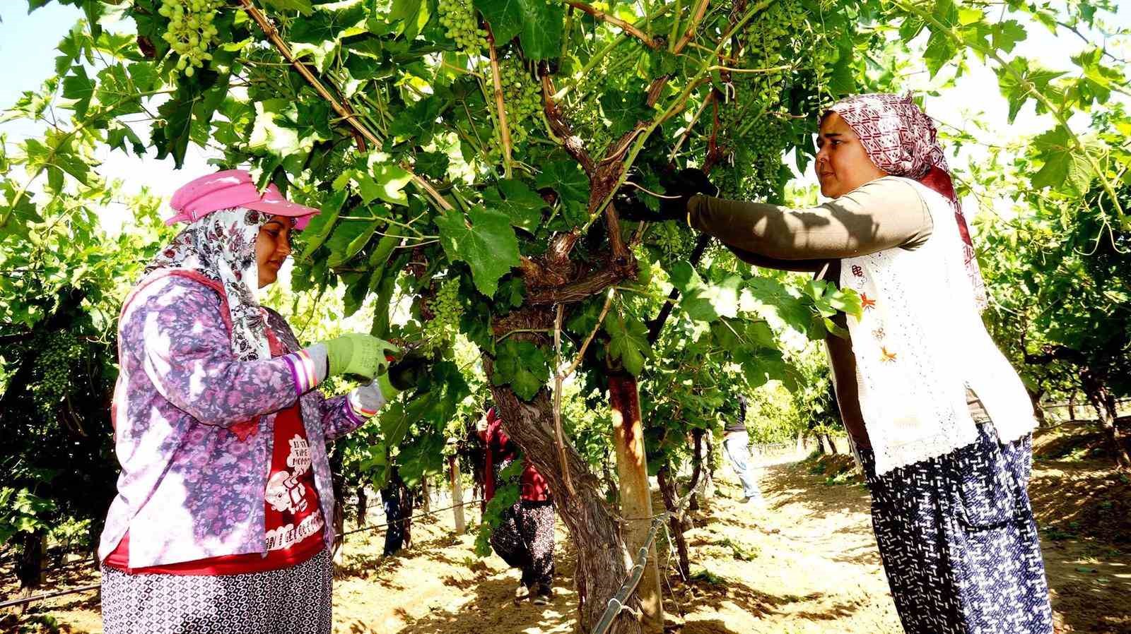 Standart salkım için Sarıgöl’de yoğun çalışma