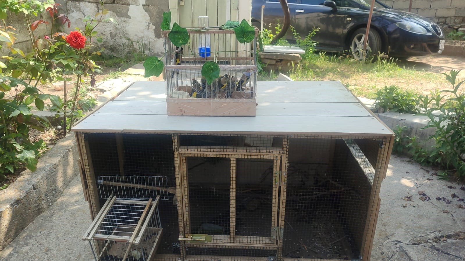 Koruma altındaki ’Saka’ kuşlarını satan kişilere işlem yapıldı