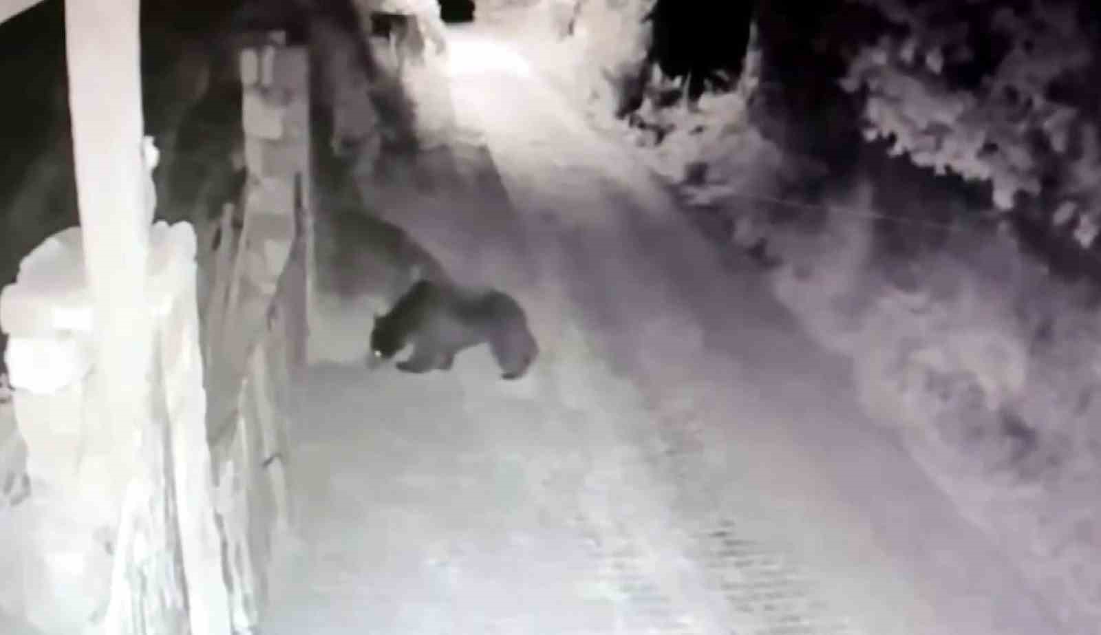 Köye inen ayı güvenlik kamerasına yansıdı