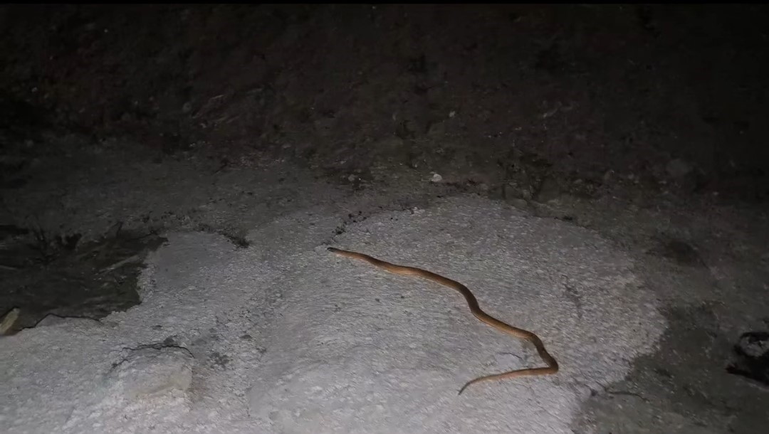 Van’da aracın motoruna giren yılanı DKMP ve itfaiye ekipleri çıkardı