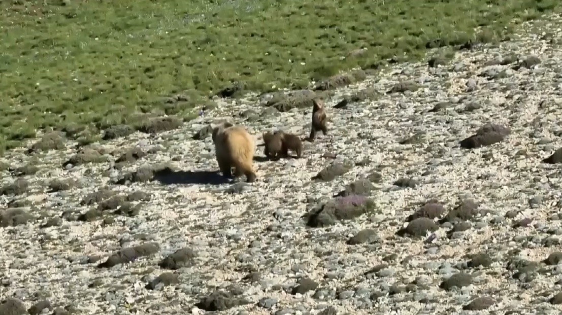 Erzincan’da anne ayı ve 3 yavrusu görüntülendi