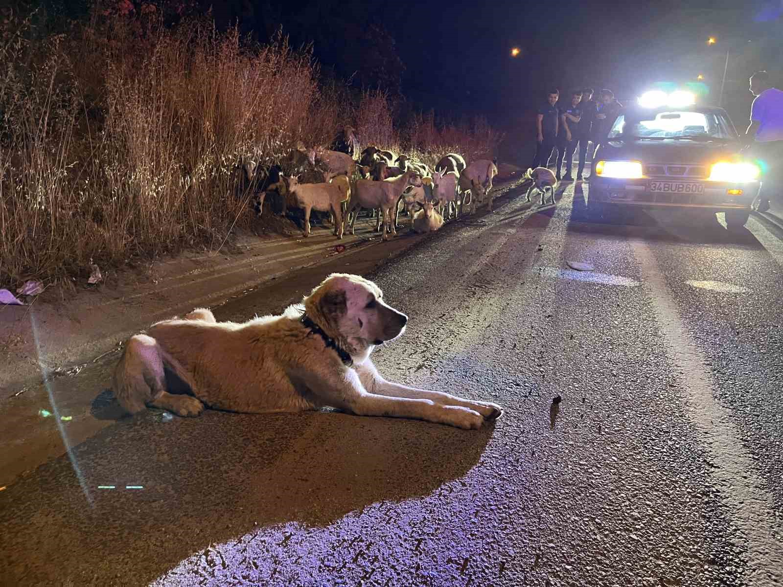 Çorlu’da çiftlikten kaçan 20 keçiyi polis buldu