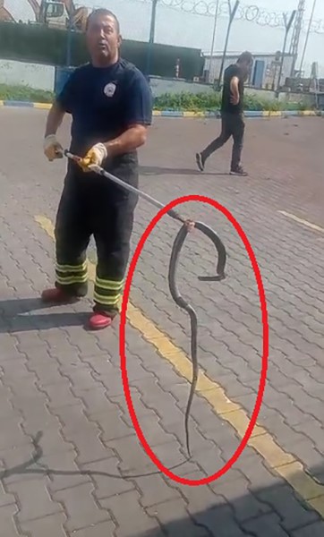 Fabrikaya giren yılanı itfaiye ekipleri yakaladı