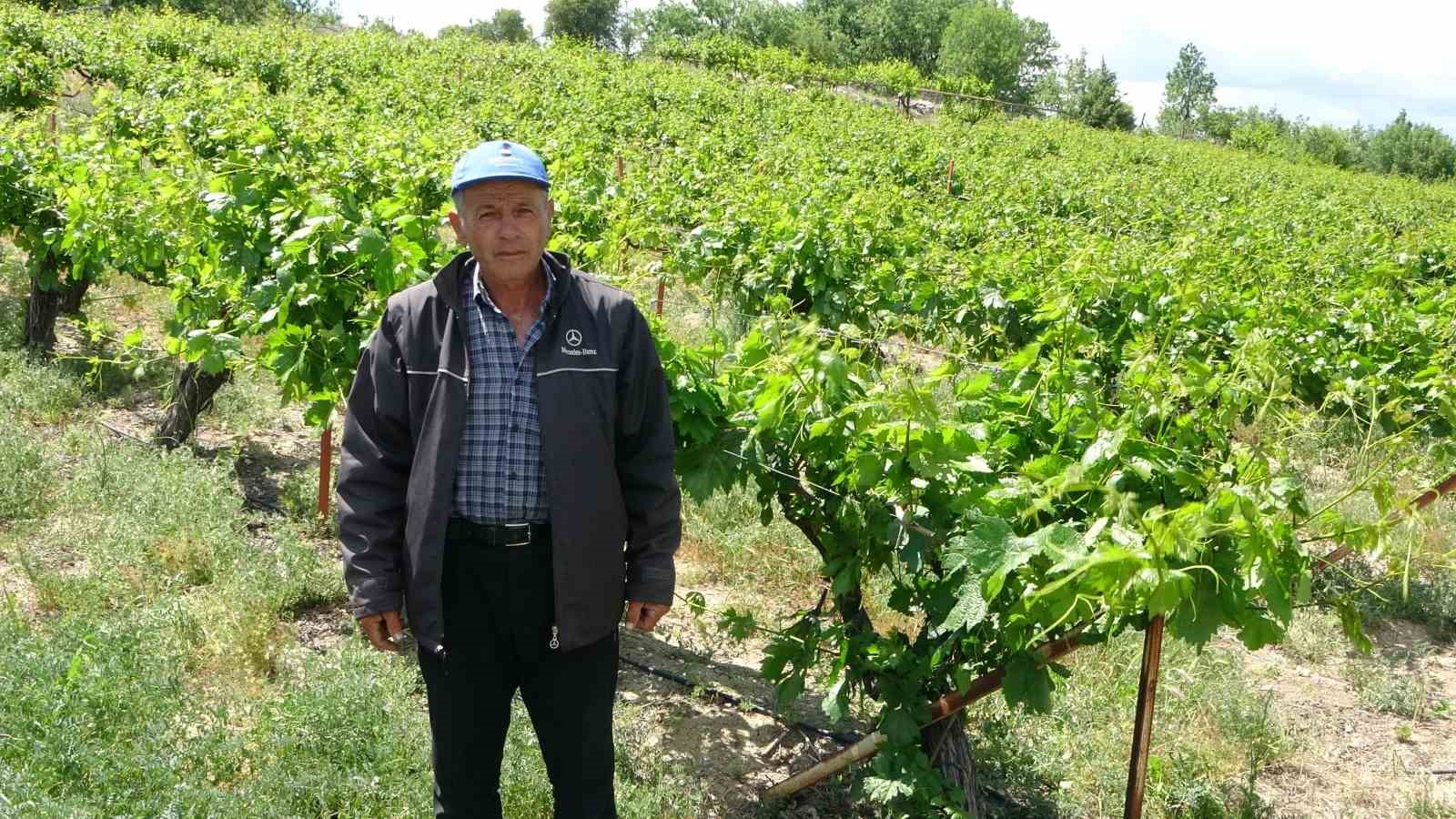 Zirai donun vurduğu tescilli "köhnü" üzümünde umutlar yapraklarda