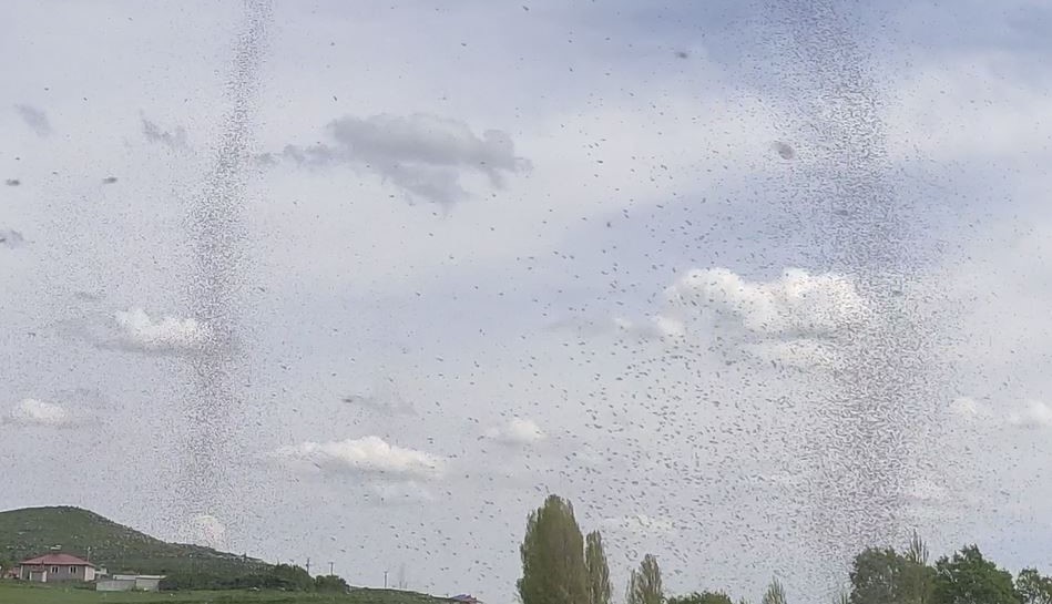 Çıldır Gölü’nde sinek istilası