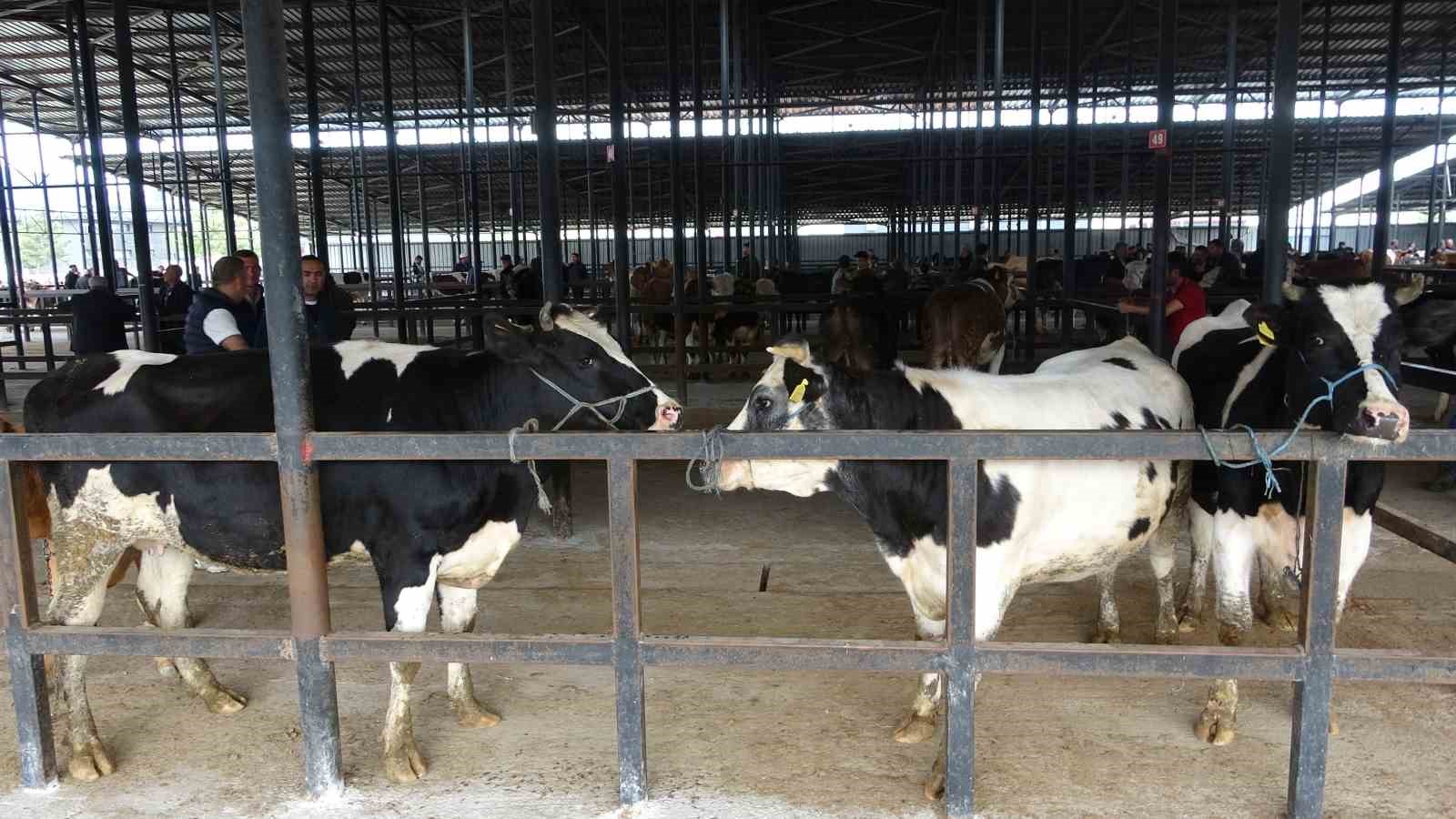 K&uuml;tahya Canlı Hayvan Pazarı ge&ccedil;ici olarak kapatıldı
