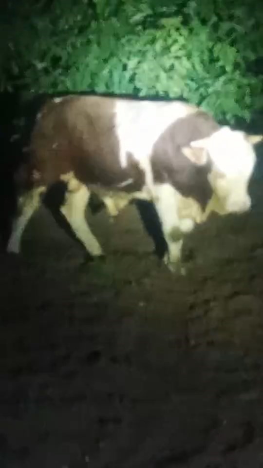 Elazığ&rsquo;da ka&ccedil;an boğayı belediye ekipleri yakaladı
