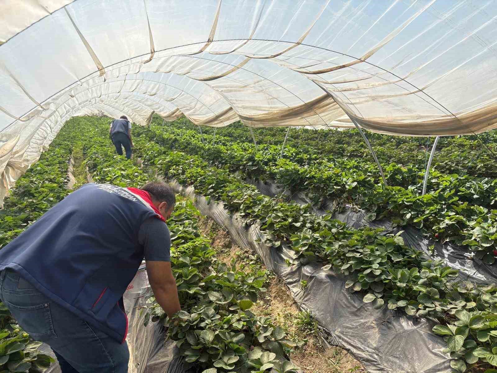 Koçarlı’da çileklere sıkı denetim