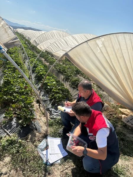 Koçarlı’da çileklere sıkı denetim
