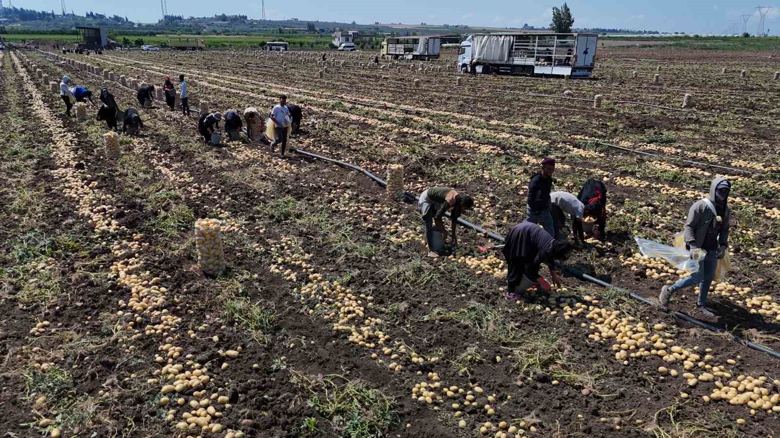 Hasadı süren patateste fiyat 7 liraya kadar geriledi