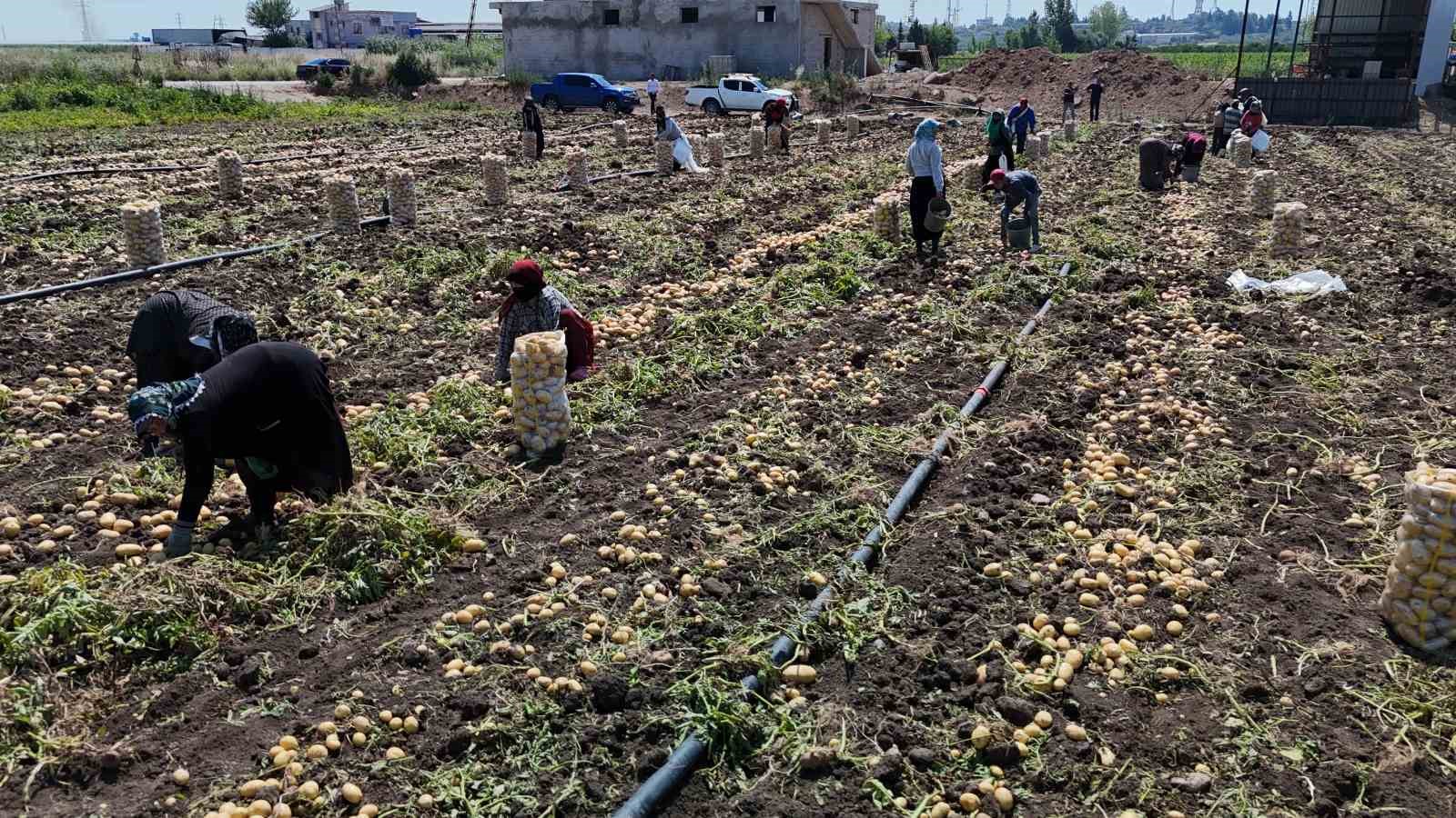 Hasadı süren patateste fiyat 7 liraya kadar geriledi
