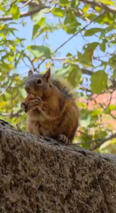 Osmaniye’de, bayram kömbesi yiyen sincap görüntülendi