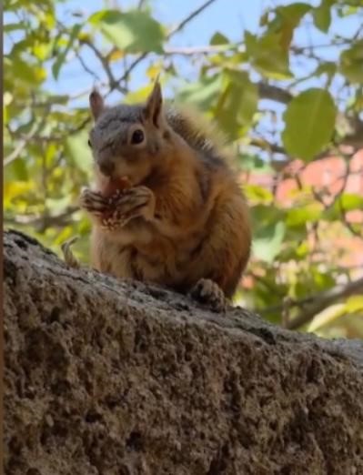 Osmaniye&rsquo;de, bayram k&ouml;mbesi yiyen sincap g&ouml;r&uuml;nt&uuml;lendi
